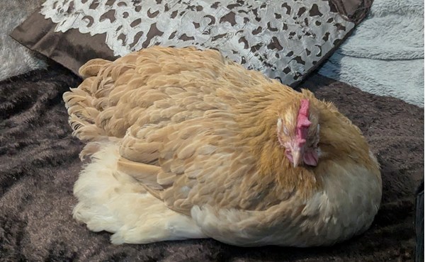 Chicken 