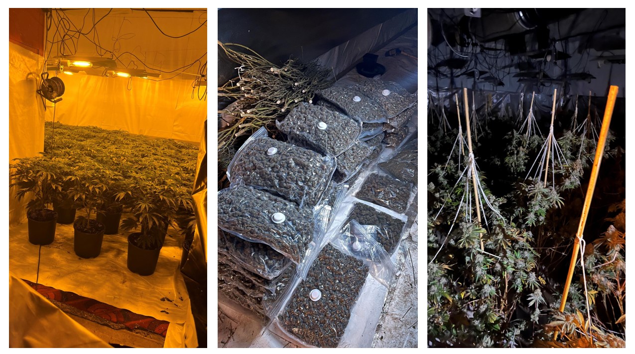 Image of cannabis plants