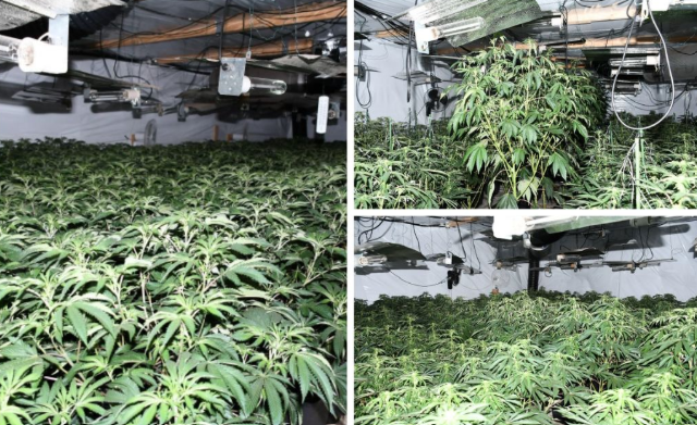 Asoka cannabis.png