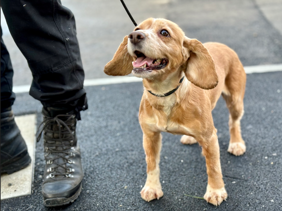 Police drugs dog, golden cocker spaniel